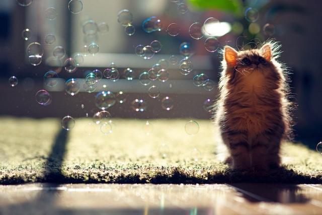 Фотобомбы котов