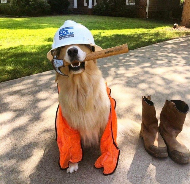Живность из сети