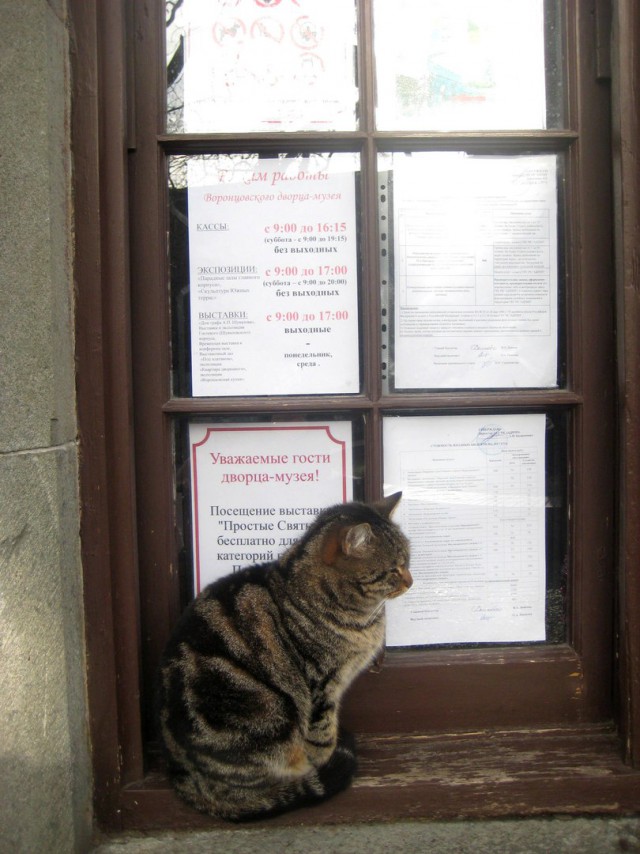 Крымские каникулы. Котовторник