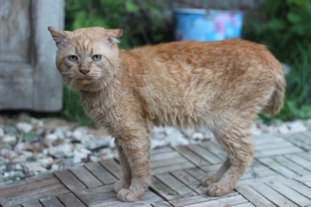 Потрёпанный кот провёл на улице 10 лет и наконец нашел себе дом