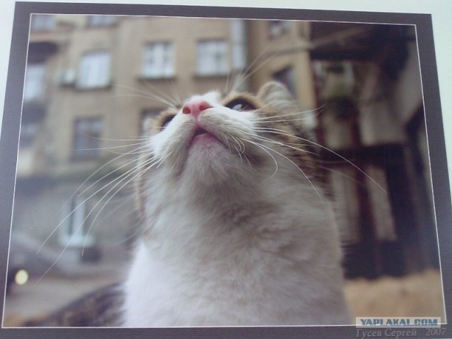 Котовторник на ЯПлакалъ 08.07.2008