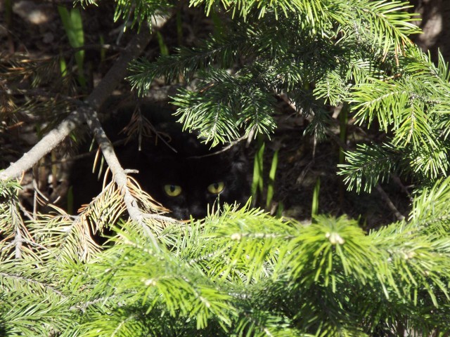 Котовторник 07.08.2018