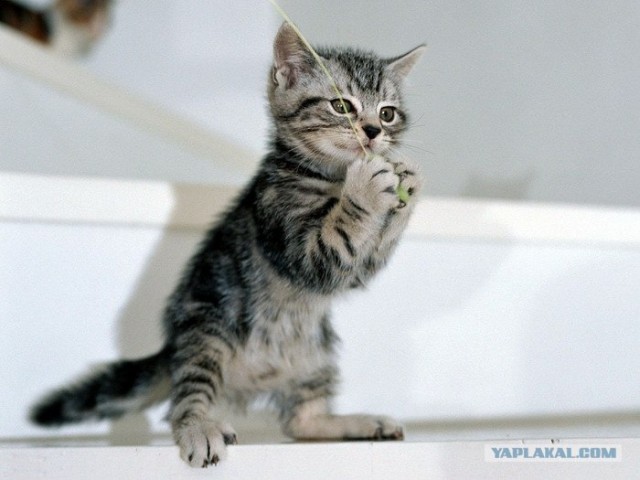 Котейкин вторник! Космический 12.04!