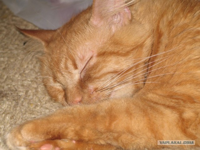 Котовторник