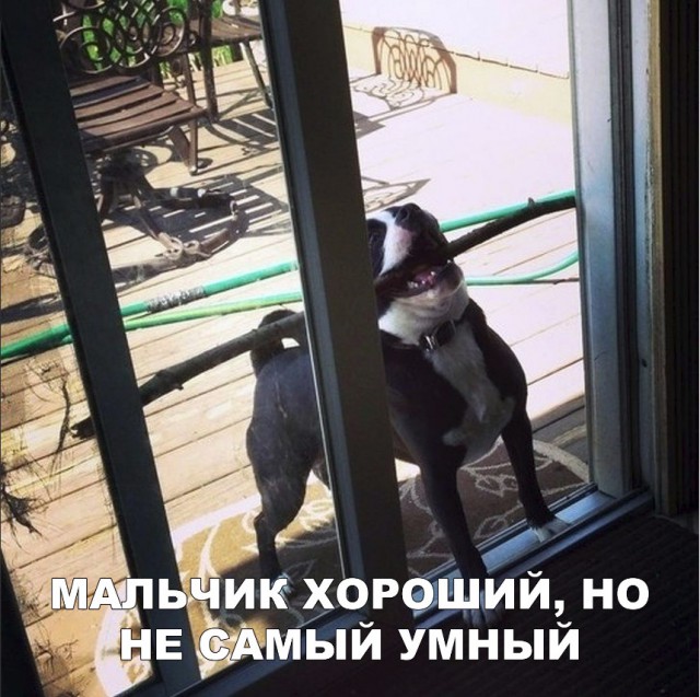Нестандартный юмор
