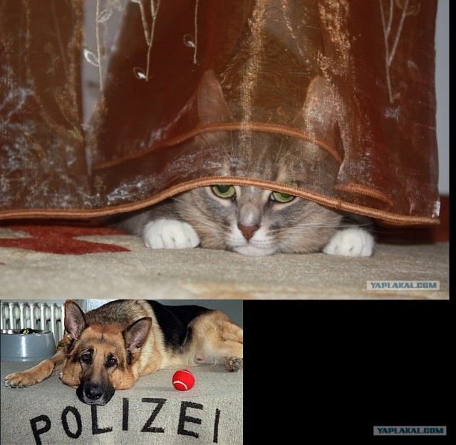 Котовторник в "КотоГетто"