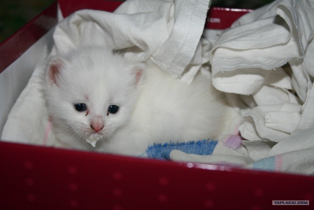 Котовторник!