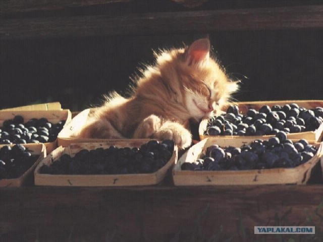 Котовторник 06.12.2011
