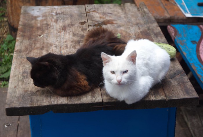 Коты и кошки, которые идеально смотрятся вместе