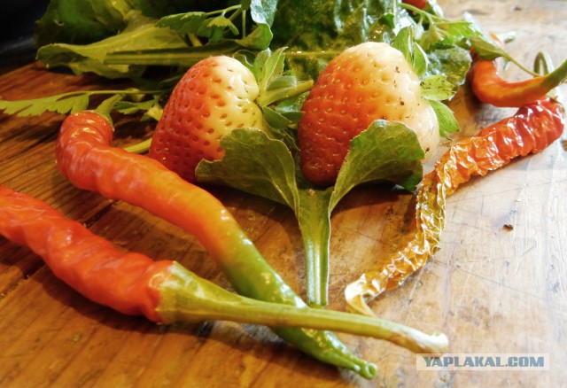 Селедка под шубой - 2019