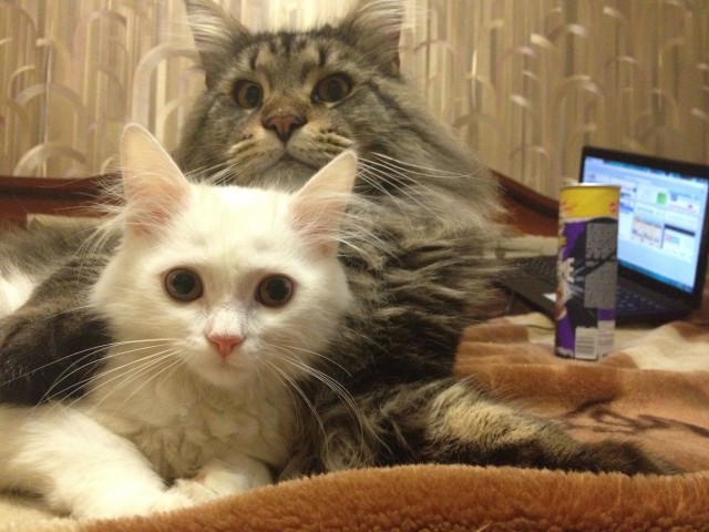 Котовторник   5.06.2012