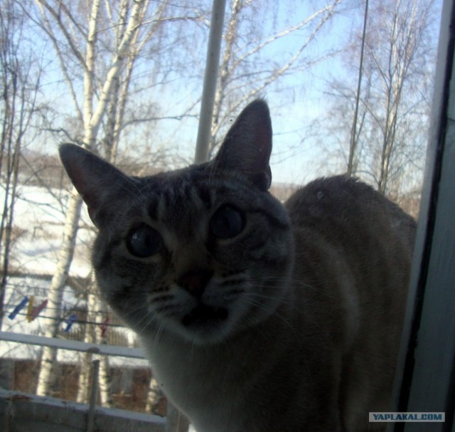 Котовторник  19.06.2012