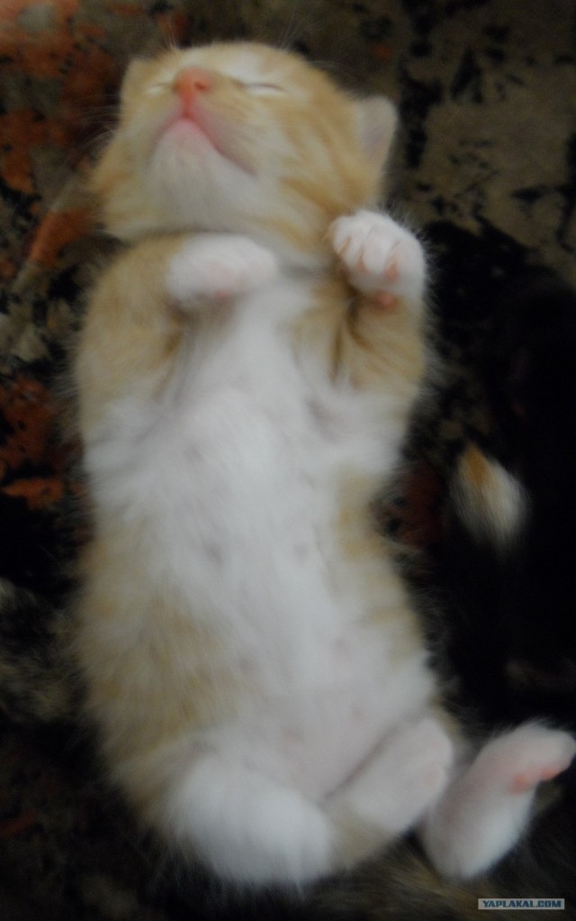 Котовторник 03 07 2012