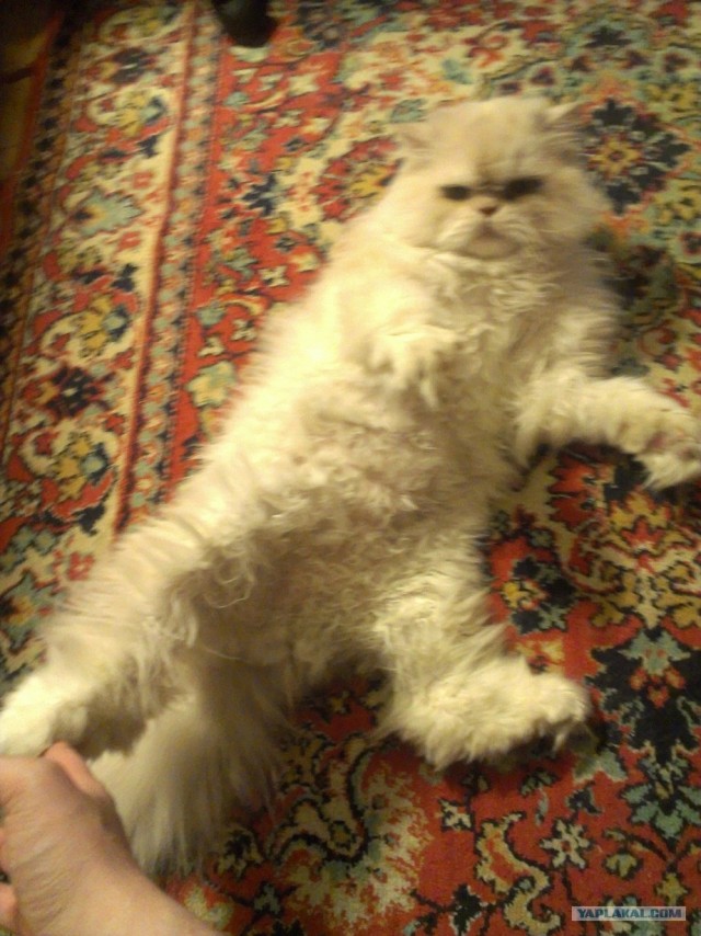 Котовторник  17.07.2012