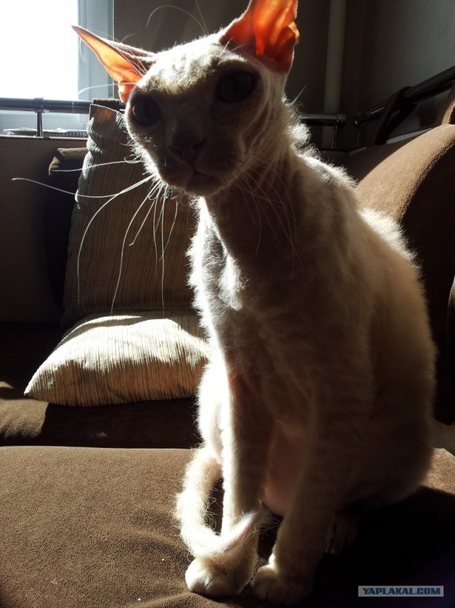 Котовторник  4.09.12