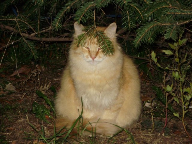 Котовторник ( 23.10. 2012. )