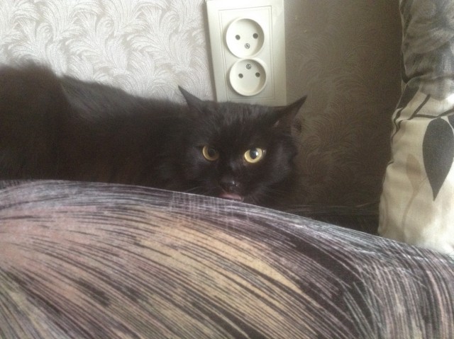 Котовторник ! (12.03.19)