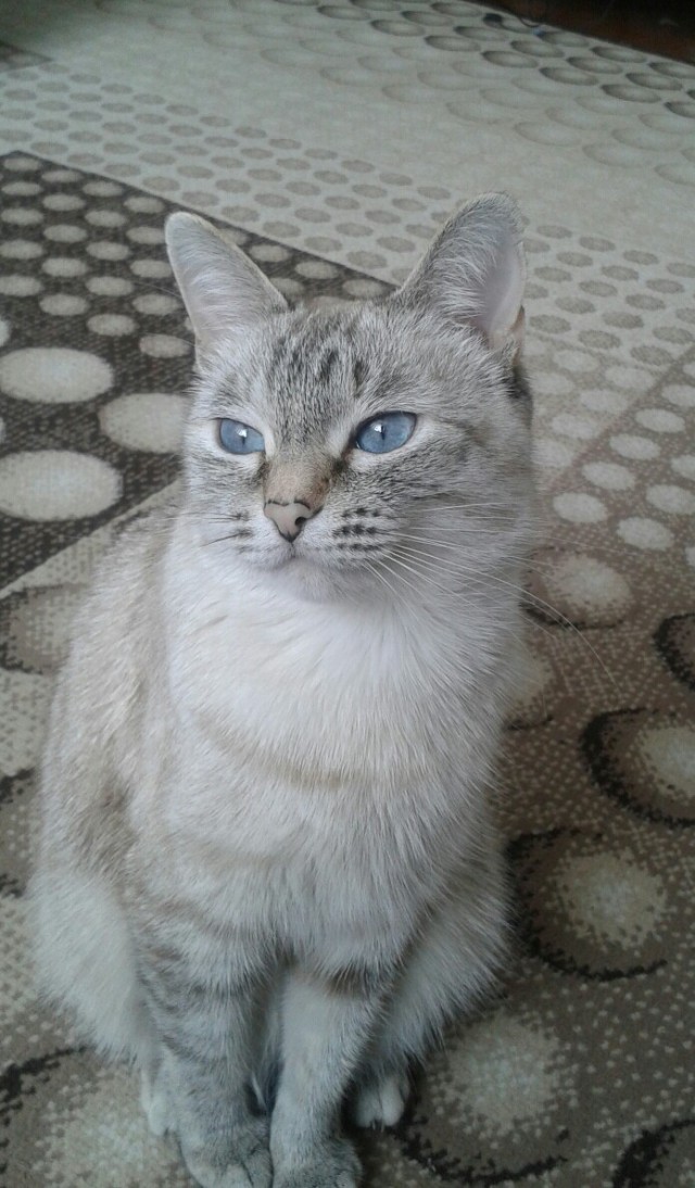 Забавные фото котеек