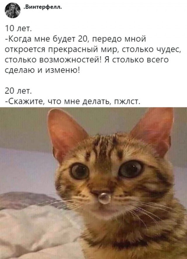 Картинки с котами и про котов