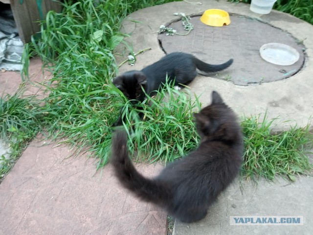 Картинки с котами и про котов