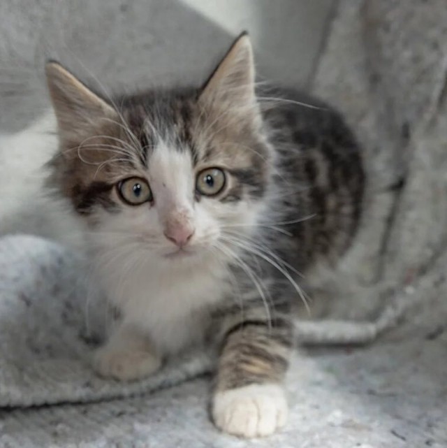 Забавные фото котеек