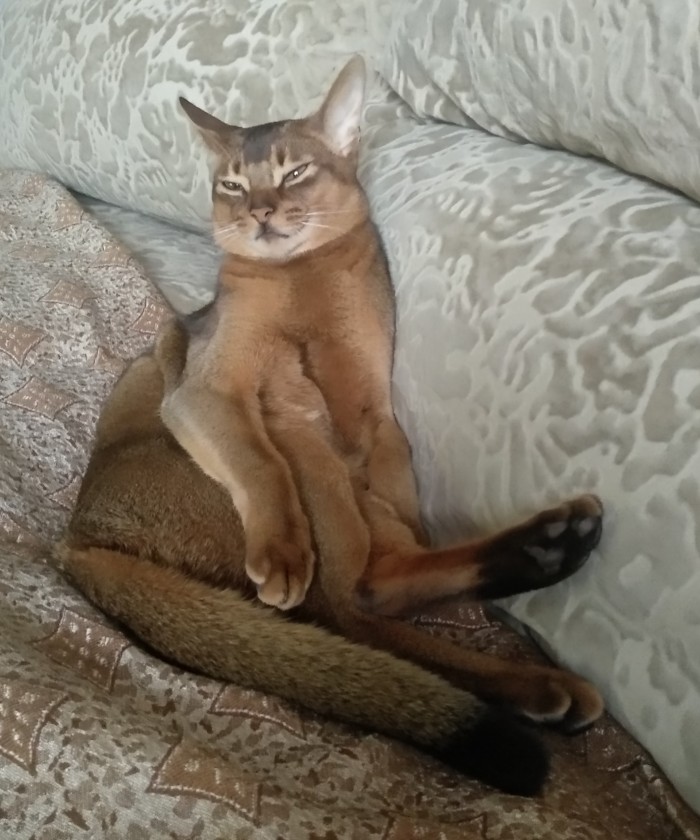 Коты-буддисты
