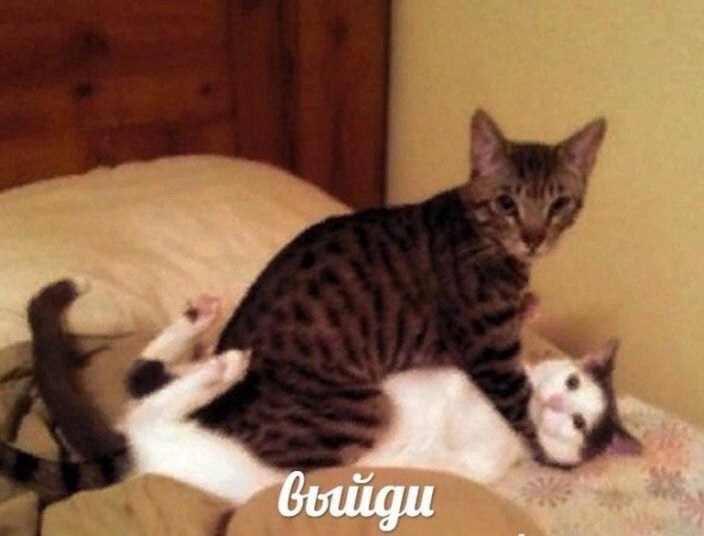 Очень пошлые картинки про это.18+