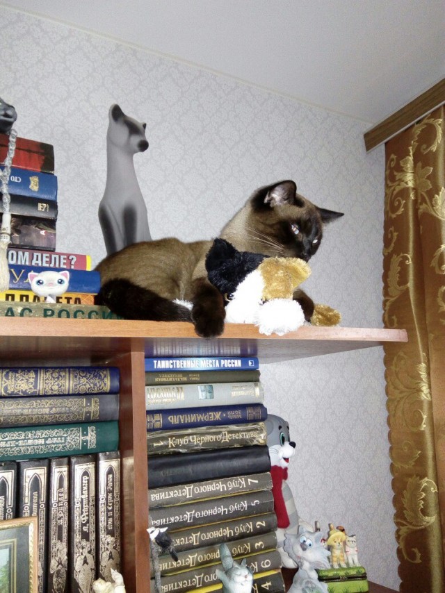 Эти забавные животные