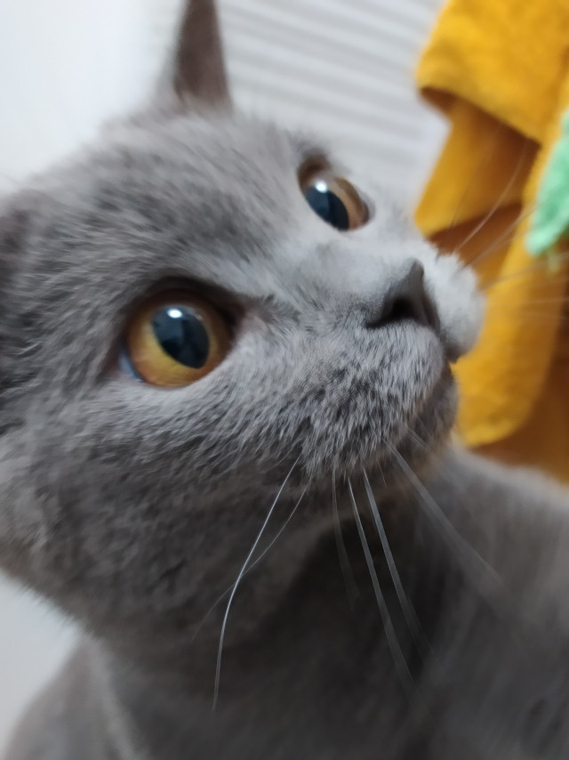 Котовторник