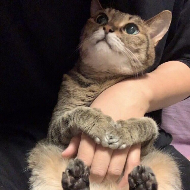 Эти забавные животные