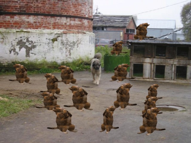 Фотожаба "Кот-коммерсант"