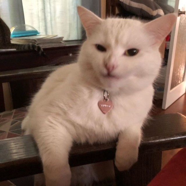 Мемный кот