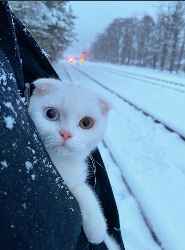 Подборка забавной живности