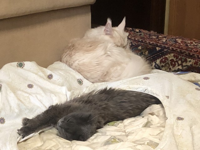 Даешь котовторник!