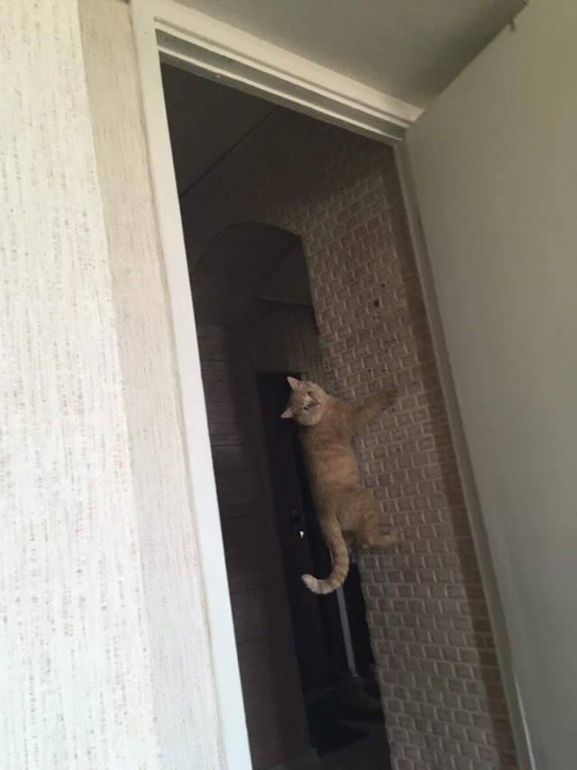 Кошки , кошечки, котяры 14.03.21