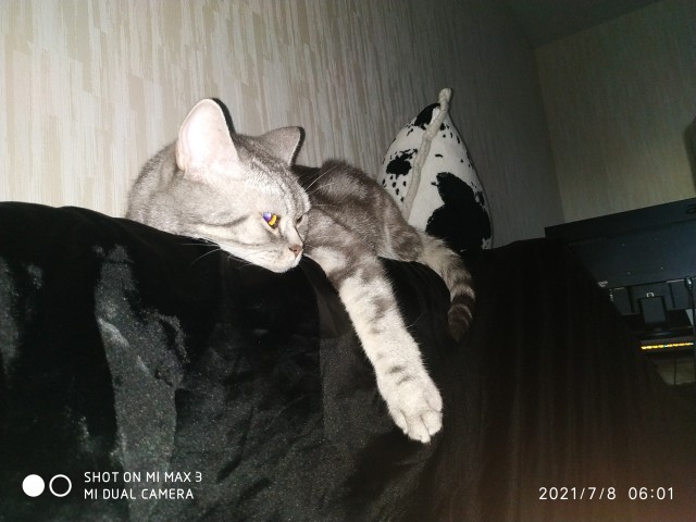 Хоба! Котовторник!