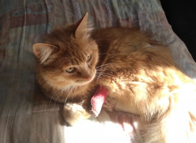 Мои личные котейки к котовторнику!
