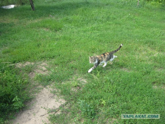 Жизнь домашнего приюта для котеек 352