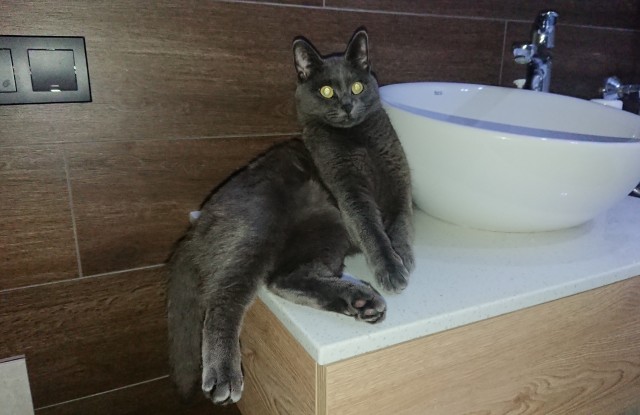 Котовторник 14.09.2021
