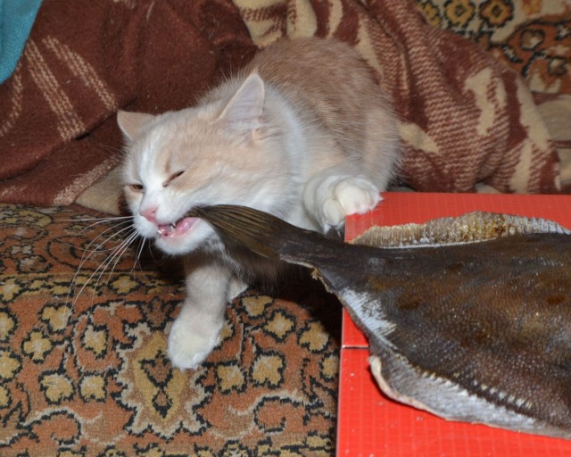 Мой самый первый КОТовторник!