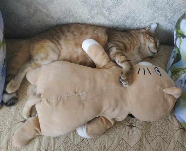 Котовторнику посвящается