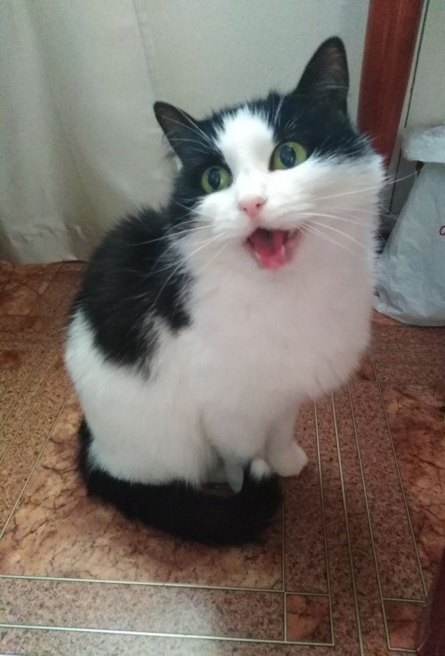 Котовторнику посвящается
