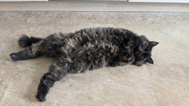 Наша коша