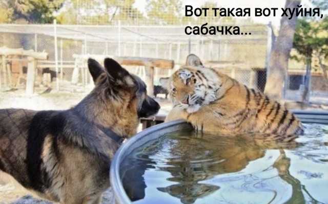 Патриотизм курильщика