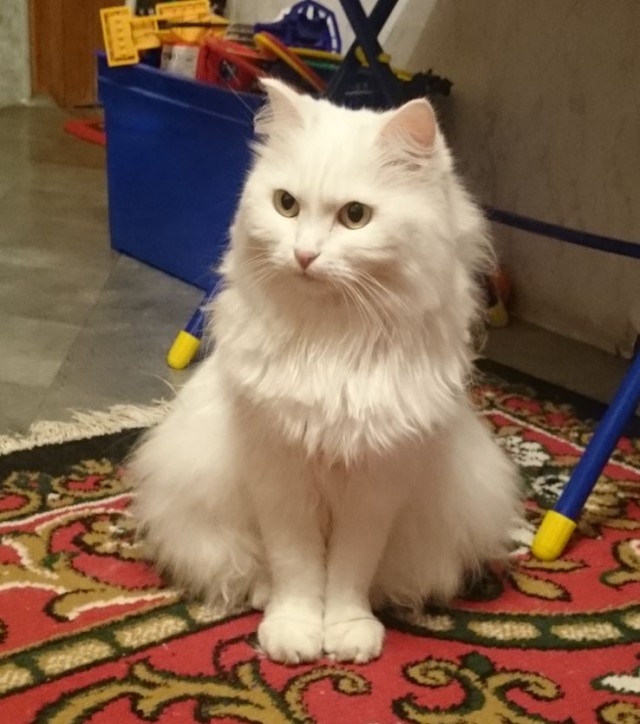 Уличный котей - 1, домашний котей +1