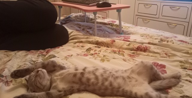 К котовторнику