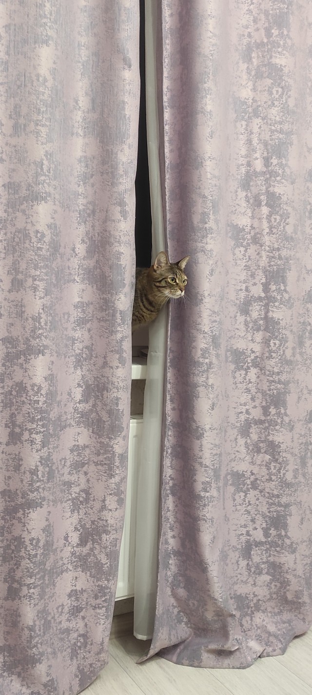 Коточетверг!