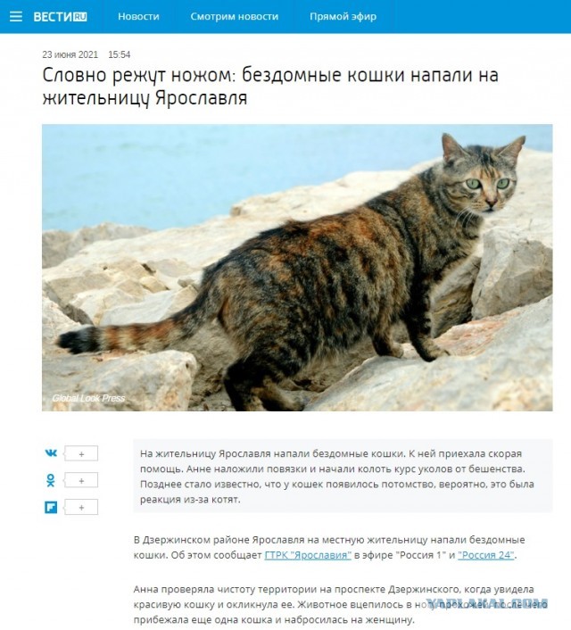 Мэр Бодайбо обвинил депутатов Госдумы в «собачьем лобби» и снова потребовал уничтожать бродячих животных