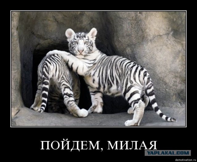 В челябинском зоопарке к львице привели для знакомства самца