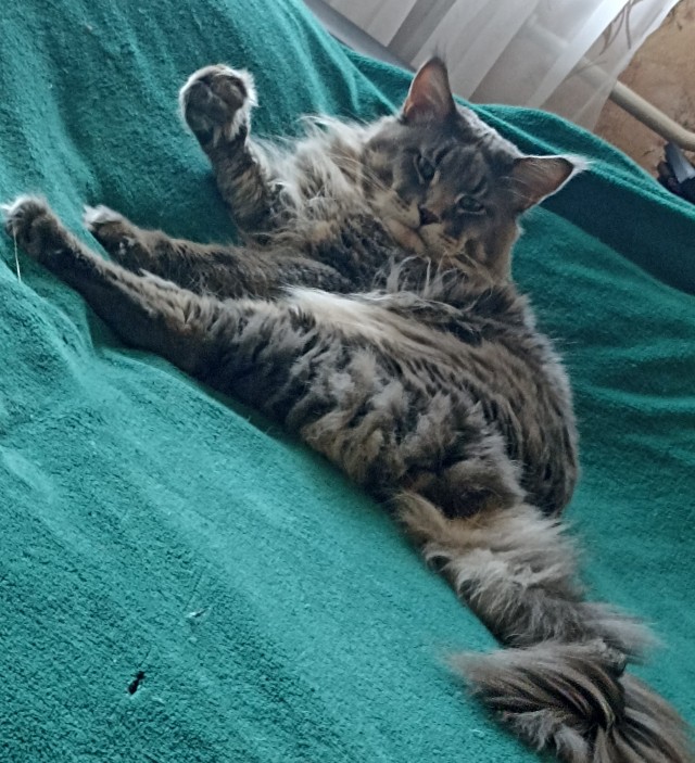 Снимки очень злых котов, которые всё равно остаются милашками